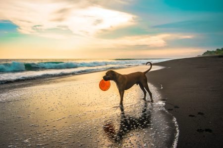 A brown dog holding a frisbee at the beach