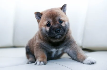 Adorable small puppy sitting on a grassy lawn