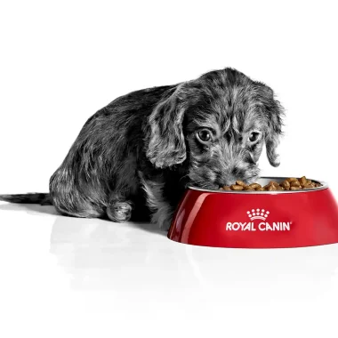Royal Canin Ultimate Guide To Food For Optimal Pet Health