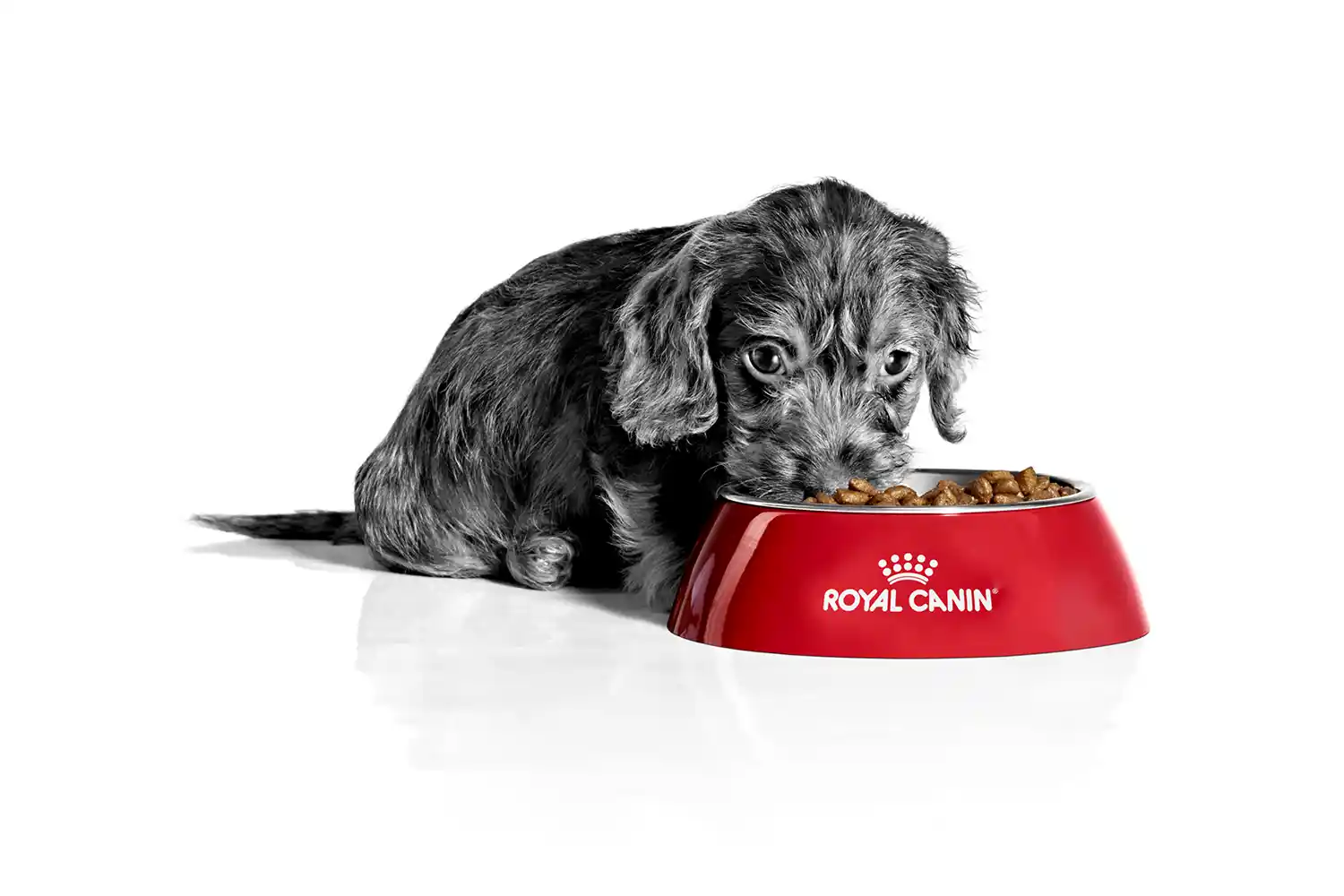 A cute puppy eating from a red Royal Canin bowl