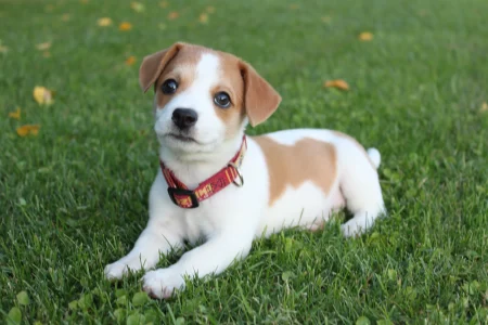 Adorable brown and white puppy with floppy ears, a happy expression, and a wagging tail - the perfect furry companion for your family.