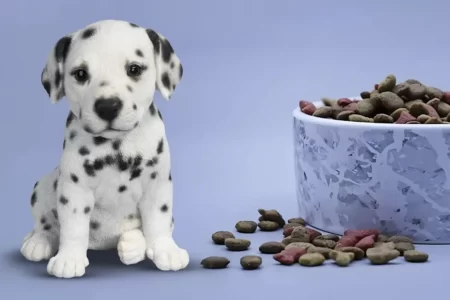 Pet Food Cyprus: Dalmatian puppy enjoying nutritious dry dog food