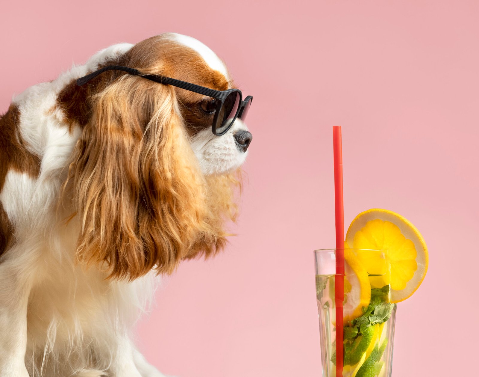 Cool dog wearing sunglasses looking at a refreshing mojito.
