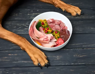 Bowl of Barf Food for Dogs in Cyprus