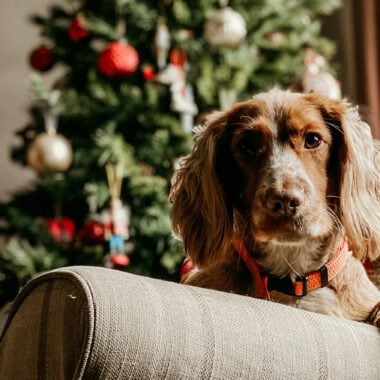 Christmas Gifts for Pets in Cyprus – Toys, Treats, and More