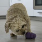 KONG-Senior-S-KN3E_ON_PK_1