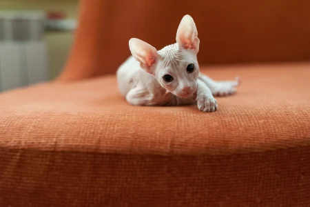 Discover the best apartment cats! Our top 5 breeds range from talkative Siamese to hairless Sphynx.