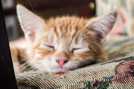 A cute rescue kitten sleeping soundly in a cozy bed.