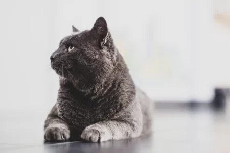 A beautiful cat searching for a litter box.