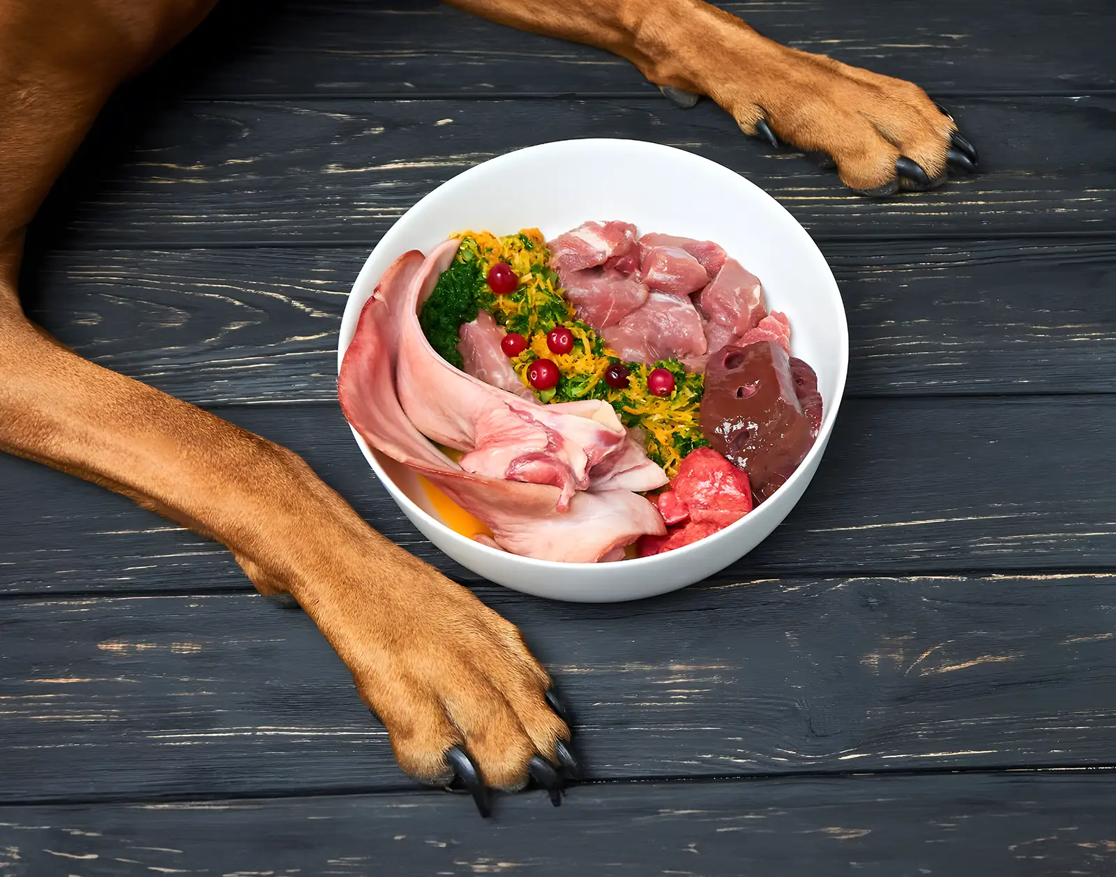 Bowl of Barf Food for Dogs in Cyprus