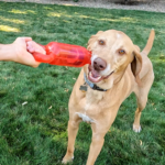 KONG-Jumbler Tug Assorted-ML-TMG1E_ON_PK_1