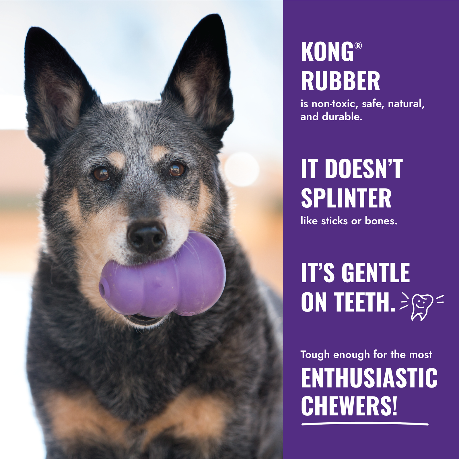 KONG Senior L -KN1E_EDU_6_EN