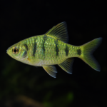 Green Barb Freshwater Aquarium Fish 4–4.5cm