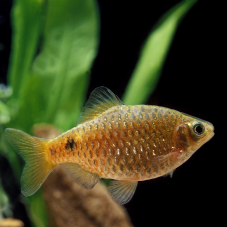Rosy Barb Freshwater Aquarium Fish 3–4cm