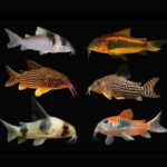 Corydoras Mix Freshwater Aquarium Fish 3–4cm