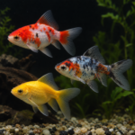 Mixed Sarasa, Shubunkin and Yellow Goldfish 5–7cm