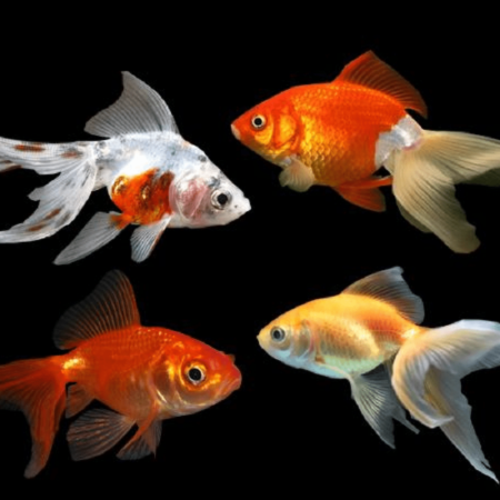 Assorted Fantail Goldfish Freshwater Aquarium Fish 5–6cm