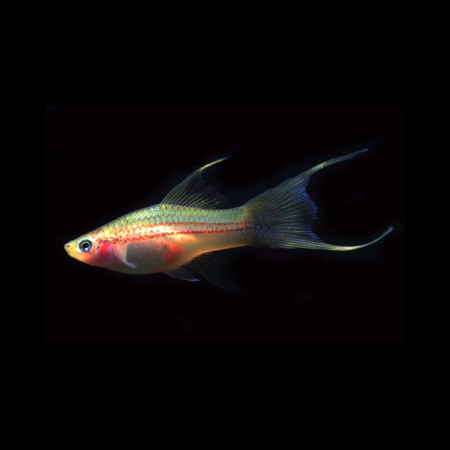 Lyretail Molly Freshwater Aquarium Fish 4–5cm