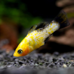 Leopard Molly Freshwater Aquarium Fish 4–5cm
