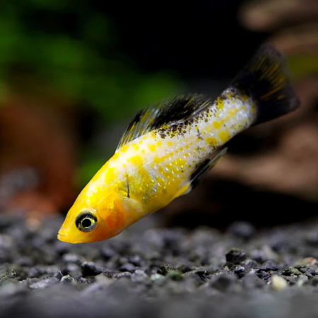 Leopard Molly Freshwater Aquarium Fish 4–5cm